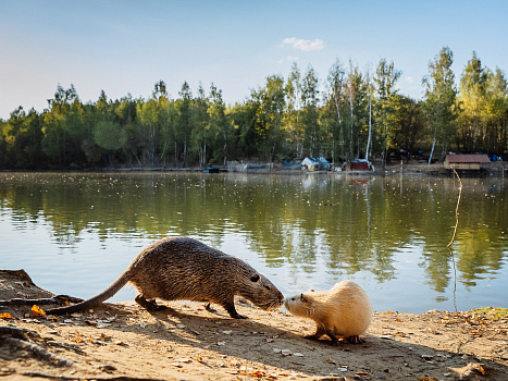 Дворец, нутрии и бирюзовые озера. Едем в Богородицк